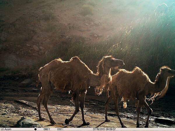 骆驼的起源及其进化历史
