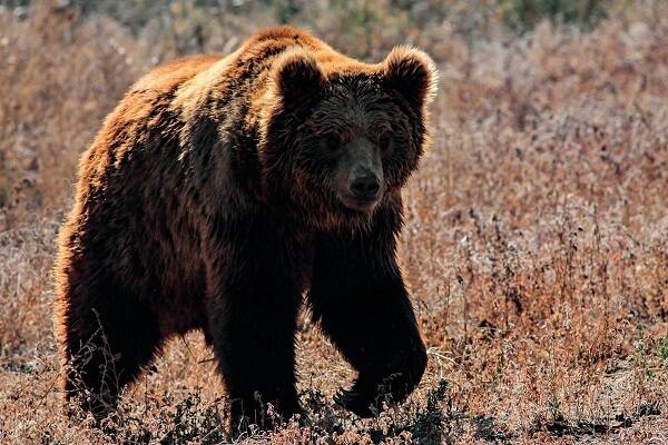 西伯利亚棕熊