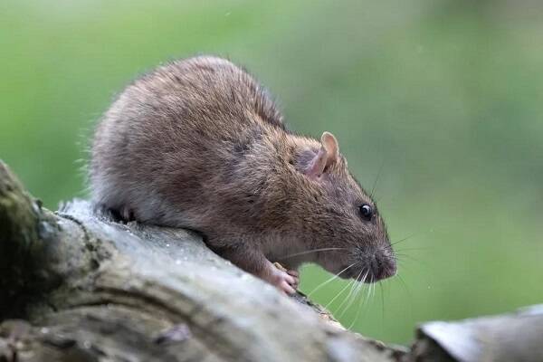 老鼠的起源及其进化历史