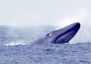 侏露脊鲸
