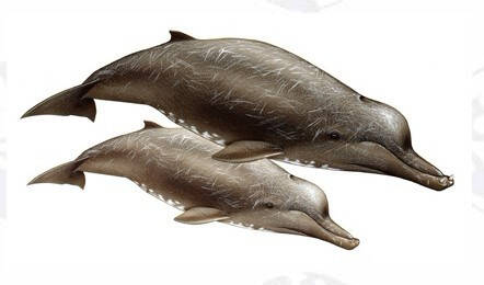 阿氏贝喙鲸