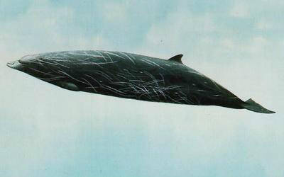 哈氏中喙鲸