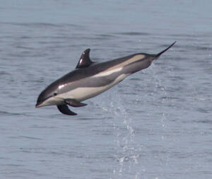 大西洋斑纹海豚