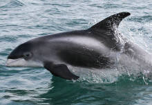 白吻斑纹海豚