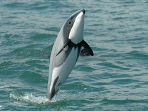 新西兰黑白海豚