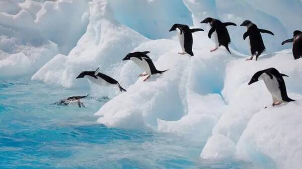 地球上最耐寒的鸟类企鹅