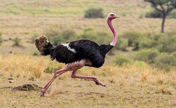 地球上体型最大的鸟非洲鸵鸟