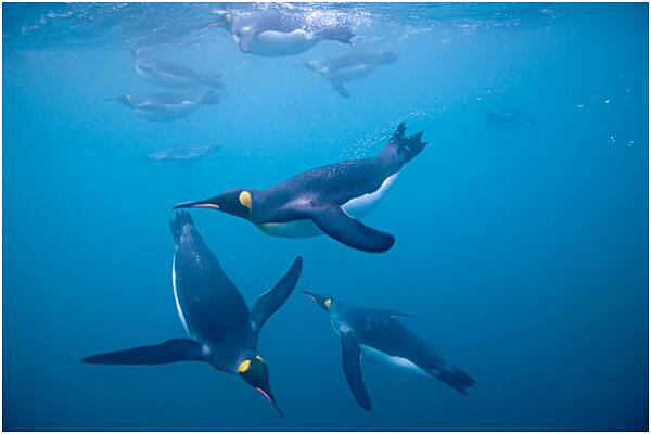 地球上游泳最快的鸟企鹅