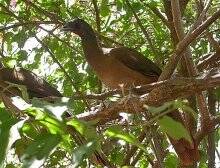 棕臀稚冠雉