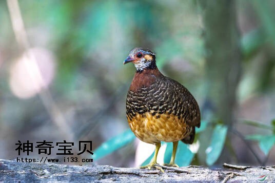 栗胸山鹧鸪