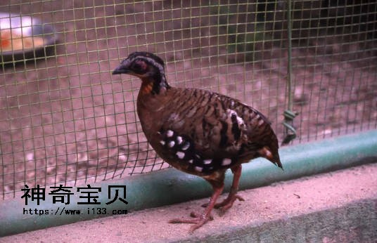 橙颈山鹧鸪