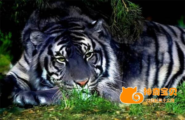 印度发现全球仅6只的百兽之王蓝虎！常追杀300斤野猪