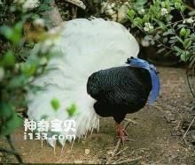 鳞背鹇