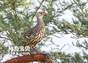 红眶彩鹧鸪