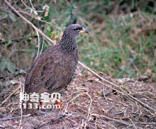 希氏彩鹧鸪