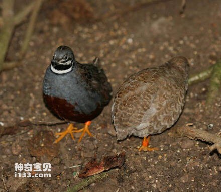 非洲蓝胸鹑