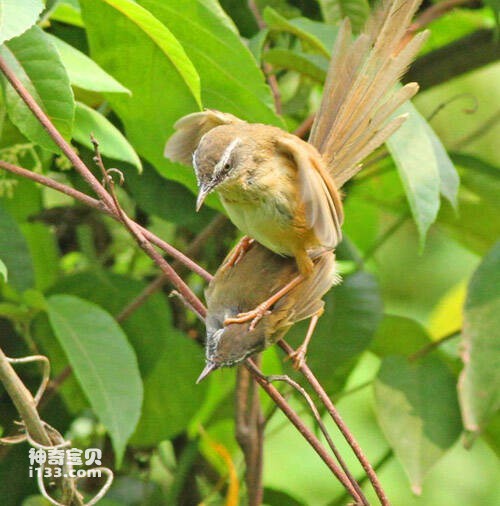 黑蕉鸠