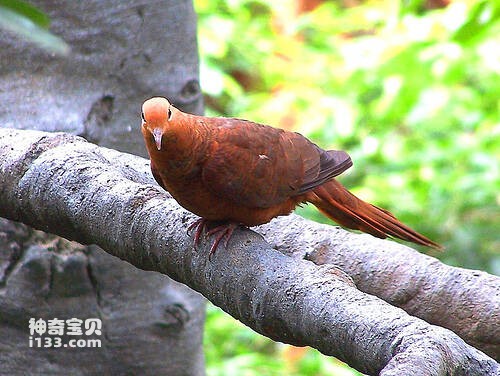 印尼鹃鸠