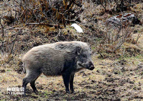 猪的起源及猪生肖的传说