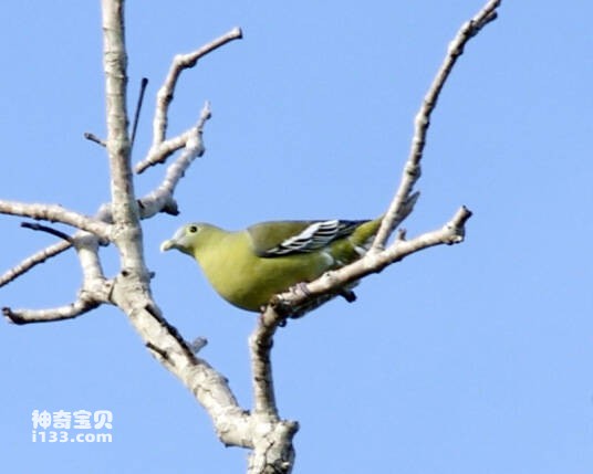 灰颊绿鸠