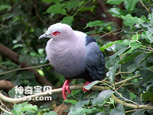 裸眶皇鸠