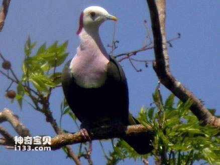 红枕果鸠