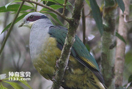 费氏果鸠