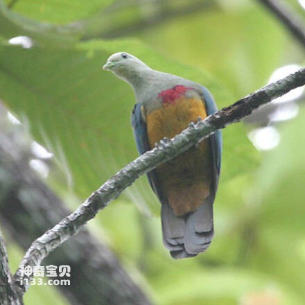 红胸果鸠