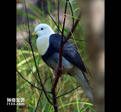 黑斑果鸠