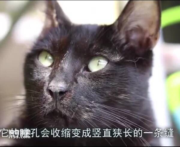 猫的眼睛为什么会发光？