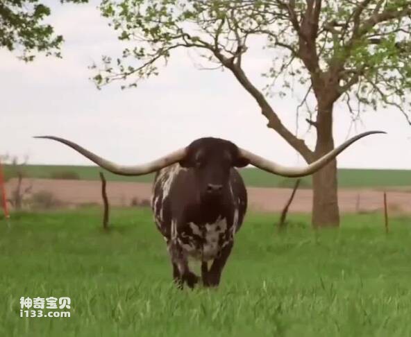 世界上最大的五只公牛