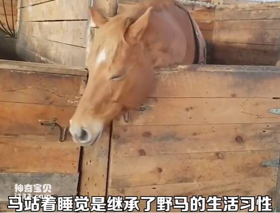 马为什么可以站着睡觉？