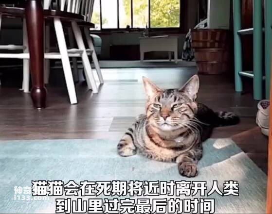 猫会在死前离开主人？