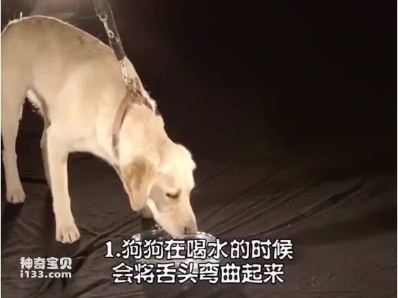 狗狗的小秘密你知道几个？