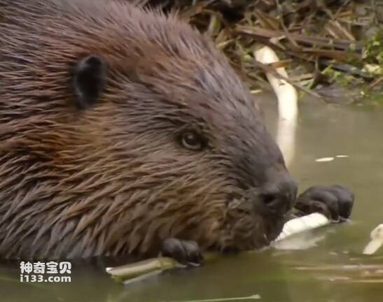 加拿大国宝海狸是什么样的？