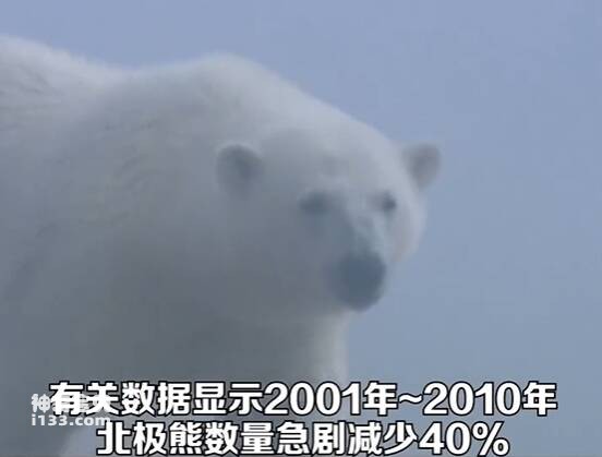 气候变暖北极熊真的要灭绝了吗?