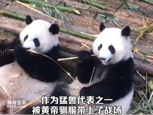 你被熊猫萌哒哒的外表欺骗了吗？