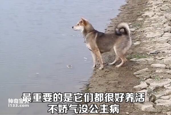 中华田园犬的优点多到数不过来