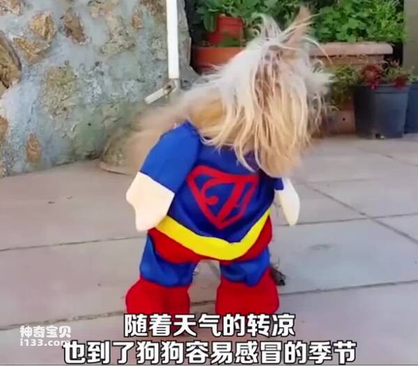 冬天需要给狗狗穿衣服吗