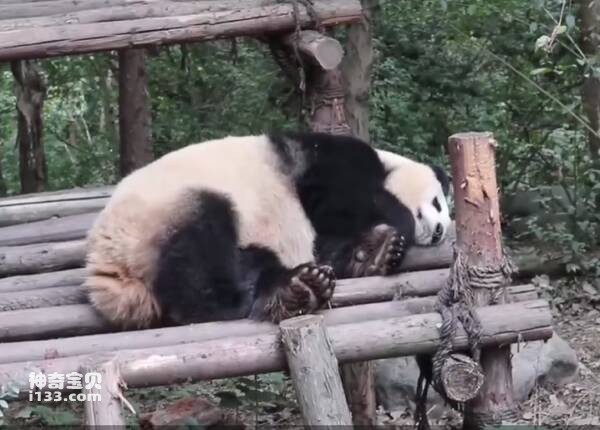 熊猫死后的尸体会被怎么处理？