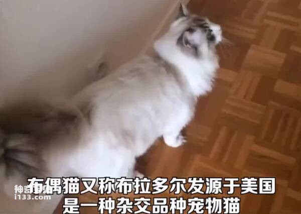 布偶猫好养吗