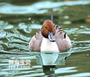 凯岛针尾鸭