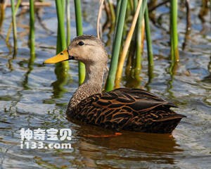 北美斑鸭