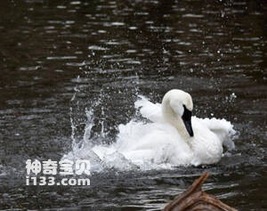 黑嘴天鹅