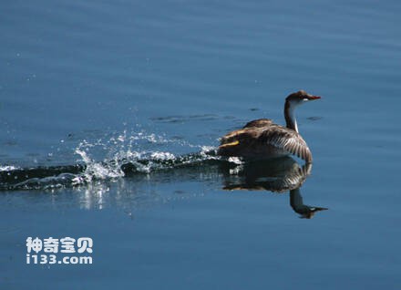 短翅鸊鷉