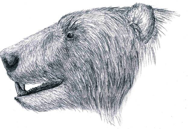 亨氏郊熊的演化及最新发现