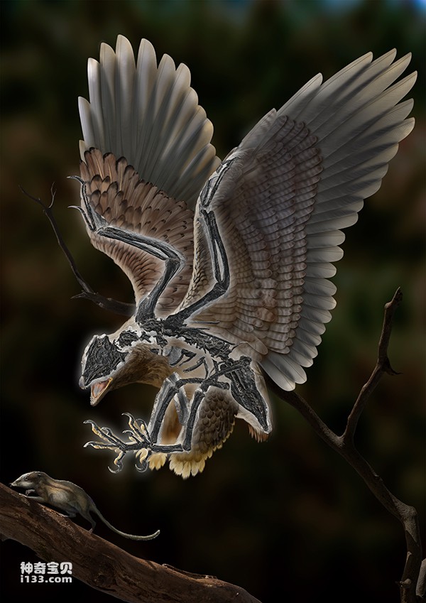 长着恐龙头骨和怪异身体的白垩纪鸟类