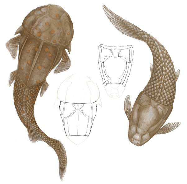 阔背志留鱼的演化及最新发现