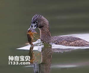 斑嘴巨鸊鷉