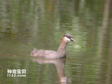 马岛小鸊鷉